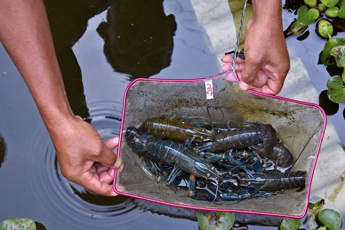Mengenal Budidaya Lobster Air Tawar
