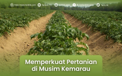 Memperkuat Pertanian Di Musim Kemarau