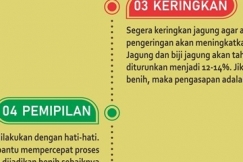 INFOGRAFIS : Penanganan Paska Panen Jagung