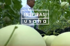 Meraup Untung dari Melon Hidroponik Premium dengan Precision Farming