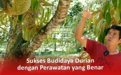 Sukses Budidaya Durian dengan Perawatan yang Benar