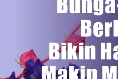 Bunga-Bunga Berkhasiat Bikin Halaman Makin Memikat