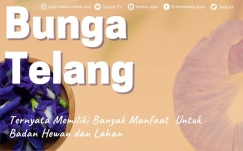 Bunga Telang: Manfaat untuk Badan, Hewan, dan Lahan