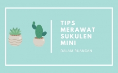 Tips Merawat Sukulen Mini dalam Ruangan 