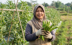 Sempat Ditipu Ekspor, Petani Wonogiri Ini Justru Kewalahan Penuhi Permintaan Koro Pedang!