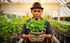 Cara Menanam Seledri Tanpa Siram. Modal Galon Bekas, Tiap Hari Bisa Panen.