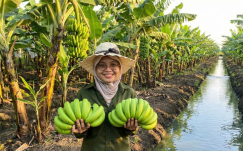 Masih Sibuk Kuliah tapi Sudah Punya ATM Berjalan? Belajar dari Aulia, Ratu Cavendish dari Ngawi!
