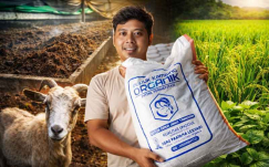 Rahasia Pupuk Organik Jepang: Teknik Fermentasi Kohe Kambing Agar Tanaman Cepat Berbuah