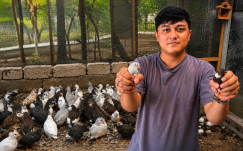 Bongkar Peluang Bisnis Puyuh Batu: Modal Minim, Omset Tembus Rp1 Juta Seminggu