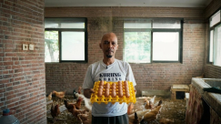 Sulap Kamar Kos Jadi Kamar Ayam: Rahasia Urban Farming Bebas Bau dan Lalat di Tengah Kota