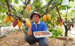 Bukan Asal Dijemur, Ini Teknik Fermentasi Kakao Gunungkidul yang Diburu Buyer Eropa