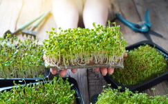 Ide Bisnis Modal Rp100 Ribu, Budidaya Microgreens di Rumah Omset Jutaan Rupiah