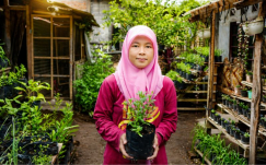 Lahan Sempit Jadi ATM! Cara Ibu Rumah Tangga Raup Cuan dari Tanam Stevia & Mint