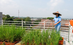 Cara Membuat Green Roof (Atap Hijau) di Rumah Perkotaan Padat: Solusi Sejuk dan Hemat Energi
