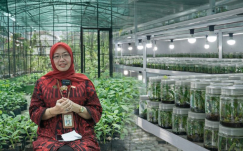 Kebun Plasma Nutfah Pisang Jogja: Koleksi Terlengkap se-Asia Tenggara yang Mendunia!