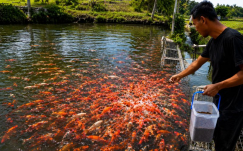 Rahasia Memilih dan Merawat Ikan Koi Berkualitas: Panduan Lengkap untuk Pemula