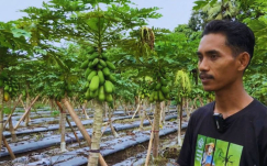 Panduan Lengkap Budidaya Pepaya California ala Petani Sleman: Modal Rp100 Ribu, Panen Kontinyu ke Supermarket!