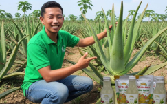 Rahasia Sukses Budidaya Lidah Buaya Jumbo: Dari Konsumsi Pribadi Jadi Ladang Cuan