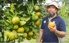 Modal Belajar dari Petani Gagal, Pria Ini Sukses Sulap Lahan Kas Desa Jadi Kebun Jeruk 7 Hektar Omset Ratusan Juta!