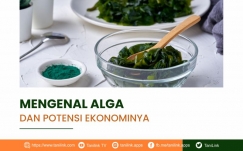 Mengenal Alga dan Potensi Ekonominya