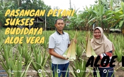 Pasangan Petani Sukses Budidaya Aloevera di Klaten