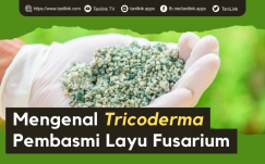 Cara Memperbanyak Jamur Trichoderma sp, Pembasmi Penyakit Layu Fusarium