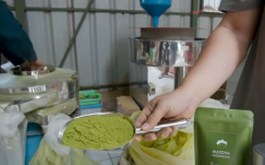 Tak Perlu Impor Lagi! Matcha Kualitas Jepang Kini Diproduksi Petani Indonesia