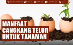 Apa Saja Manfaat Cangkang Telur bagi Tanaman