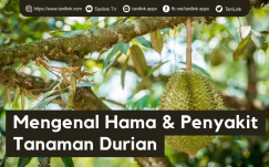 Mengenal Hama & Penyakit Tanaman Durian