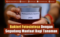 PSB (Photosynthetic Bacteria) : Bakteri Fotosintesa Dengan Segudang Manfaat untuk Tanaman