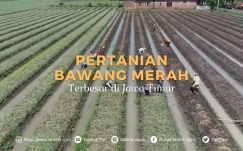 Pertanian Bawang Merah Terbesar di Jawa Timur Sejak Tahun 1950