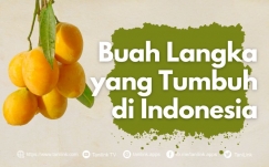 Buah Langka Indonesia, Cobain Sebelum Punah!