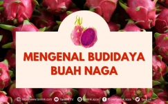Mengenal Budidya Buah Naga : Hanya Bisa Ditanam di Dearah Pesisir?