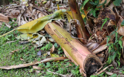 Memanfaatkan Batang Pohon Pisang (Gedebog) Sebagai Pakan Bebek