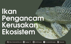 Ikan Pembersih Yang Merusak Ekosistem