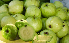 Budidaya Jambu Kristal: Peluang Agribisnis dengan Permintaan Tinggi