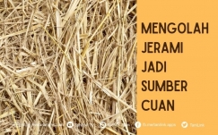 Jangan Bakar Jerami, Olahannya Bisa Jadi Sumber Cuan