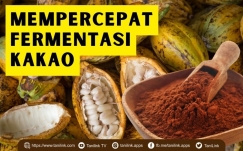 Fermentasi Kakao itu Penting, tapi Lama. Begini Cara Mempercepatnya