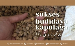 Budidaya Kapulaga Hibrida Sampai Sukses dengan Cara Ini