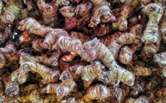Potensi Usaha Budidaya Kencur : Peluang Emas di Pasar Herbal Indonesia