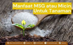 Manfaat MSG atau Micin Untuk Pertumbuhan Tanaman