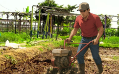 Lebih Untung dengan Multicropping: Budidaya Banyak Sayuran di Satu Lahan