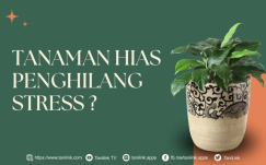 Tanaman Hias Membawa Vibes Positif dan Penghilang Stres