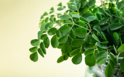 Potensi Bisnis Budidaya Kelor: Superfood Masa Depan dengan Pasar Global