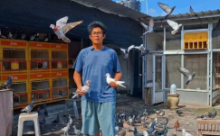 Kisah Inspiratif Pak Jai yang Buktikan Hobi Bisa Jadi Ladang Cuan dari Merpati Tinggian!