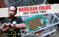 Hasilkan Fulus dari Budidaya Tikus di Fam Farm Solo