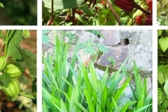 Tanaman Obat Keluarga dengan Konsep Urban Farming (Bagian 1)