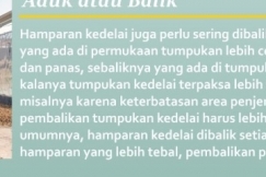 INFOGRAFIS : 4 Tips Pengeringan Kedelai