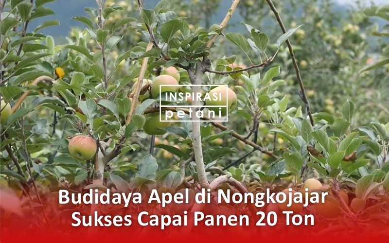 Budidaya Buah Apel di Nongkojajar Sukses Mencapai 20 Ton