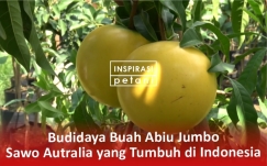 Budidaya Buah Abiu Jumbo, Sawo Australia yang Tumbuh di Indonesia